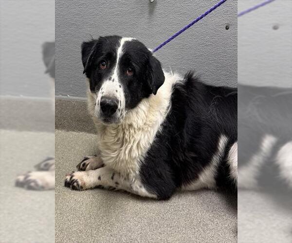 Medium Photo #1 Border Collie-Great Pyrenees Mix Puppy For Sale in Las Vegas, NV, USA