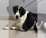 Small Border Collie-Great Pyrenees Mix