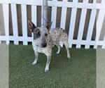 Small Australian Cattle Dog-Bull Terrier Mix
