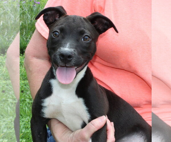 Medium Photo #1 Mutt Puppy For Sale in Prattville, AL, USA