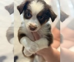 Small #2 Australian Shepherd