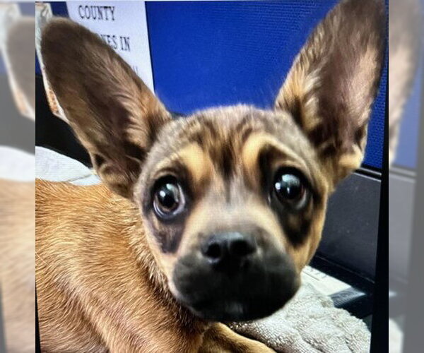 Medium Photo #1 Mutt Puppy For Sale in Pleasanton, CA, USA