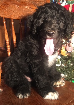 Medium Photo #18 Aussiedoodle Puppy For Sale in ARBA, IN, USA