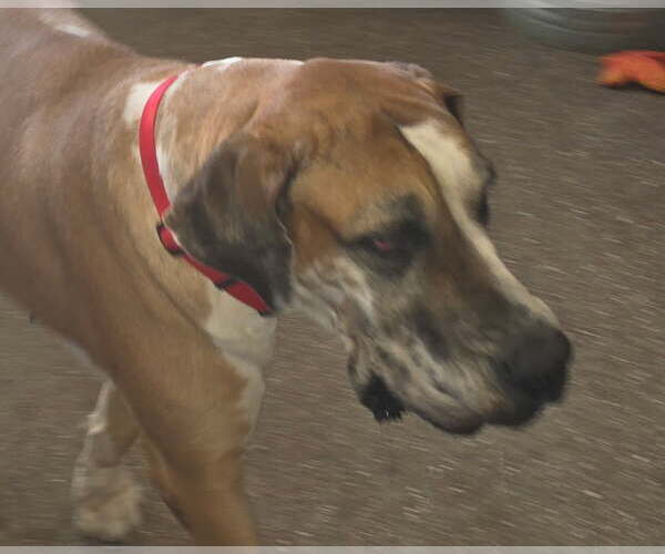 Medium Photo #3 Great Dane Puppy For Sale in Palm Beach, FL, USA