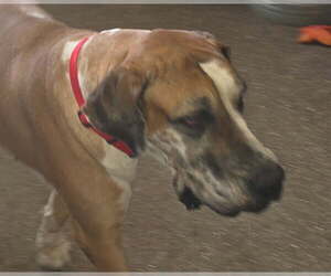 Phoenix - Female Great Dane Dog for Adoption - Photo #3
