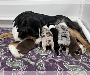 Mother of the Australian Shepherd puppies born on 04/06/2023