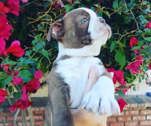 Boston Terrier Puppy for Sale in LONG BEACH, California USA