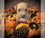 Small Photo #6 American Bully Puppy For Sale in SALEM, IL, USA