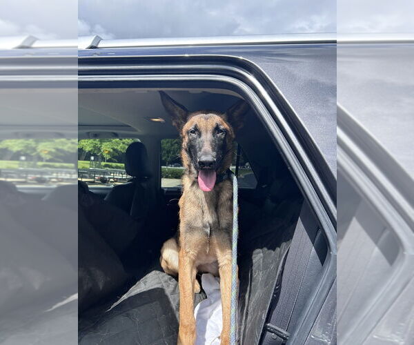 Medium Photo #2 German Shepherd Dog-Unknown Mix Puppy For Sale in Imlay City, MI, USA