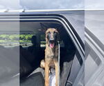 Small #1 German Shepherd Dog Mix