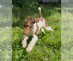 Small #1 Poodle (Standard)