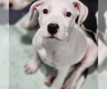 Small Catahoula Leopard Dog Mix