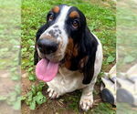 Small #1 Basset Hound