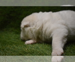 Small Photo #5 Akita Puppy For Sale in ROLLA, MO, USA