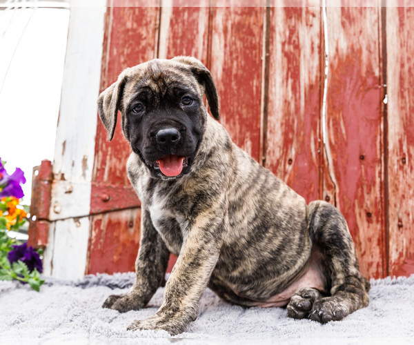 Medium Photo #3 Mastiff Puppy For Sale in WAKARUSA, IN, USA