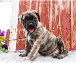 Small Photo #3 Mastiff Puppy For Sale in WAKARUSA, IN, USA