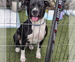 Small #2 American Staffordshire Terrier Mix