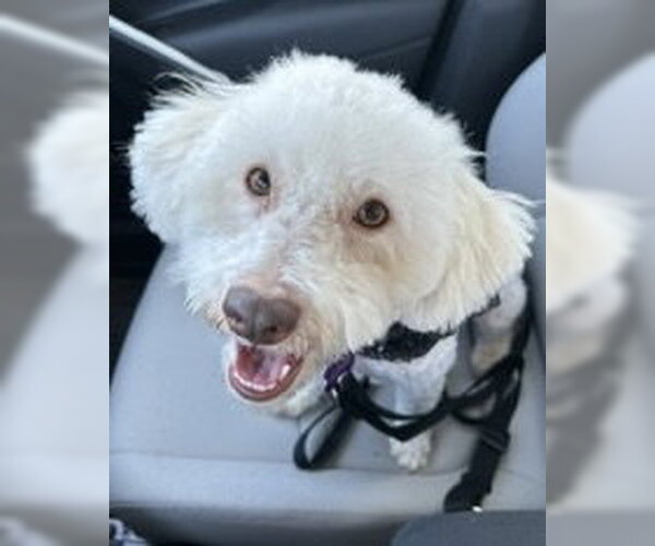 Medium Photo #1 Poodle (Miniature)-Unknown Mix Puppy For Sale in Corona, CA, USA