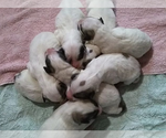 Small Photo #2 Great Pyrenees Puppy For Sale in HILLSVILLE, VA, USA