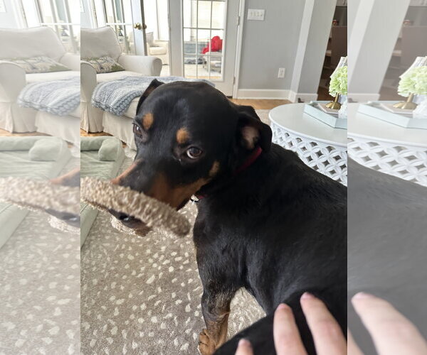 Medium Photo #4 Rottweiler-Unknown Mix Puppy For Sale in White Hall, AR, USA