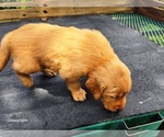 Small #5 Golden Retriever
