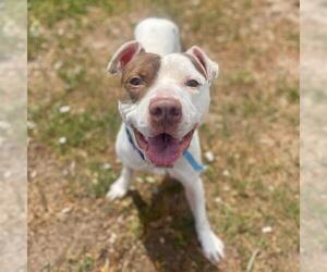 American Pit Bull Terrier Dogs for adoption in Aurora, CO, USA
