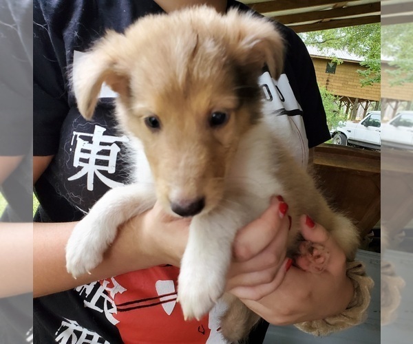 Medium Photo #9 Collie Puppy For Sale in BYRAM, MS, USA