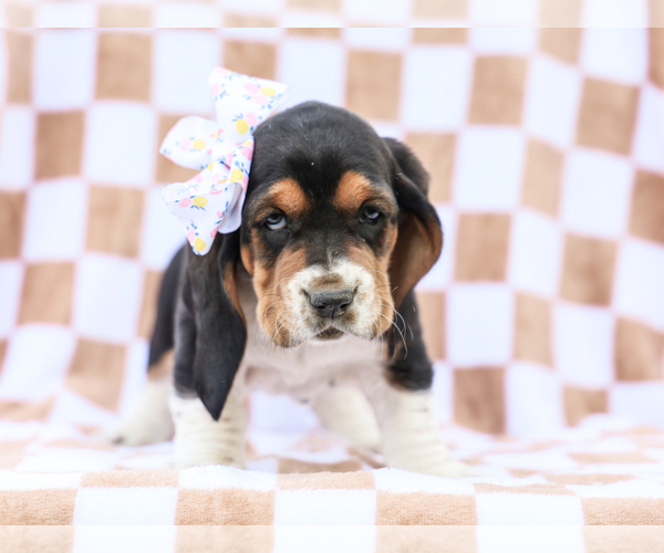 Medium Photo #2 Basset Hound Puppy For Sale in LIBERTY, KY, USA