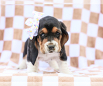 Small #1 Basset Hound