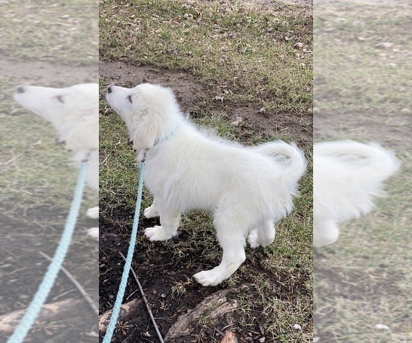 Medium Photo #7 Great Pyrenees Puppy For Sale in CANOGA, NY, USA