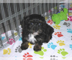 Small Photo #6 Poovanese Puppy For Sale in ORO VALLEY, AZ, USA