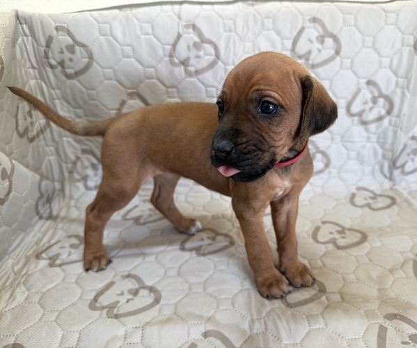 Medium Photo #4 Labrador Retriever-Rhodesian Ridgeback Mix Puppy For Sale in FRESNO, CA, USA