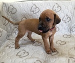 Gadget - Female Labrador Retriever-Rhodesian Ridgeback Mix Puppy for Sale - Photo #4