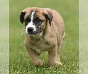 Australian Shepherd-Unknown Mix Dogs for adoption in Mechanicsburg, PA, USA