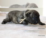 Small #13 French Bulldog