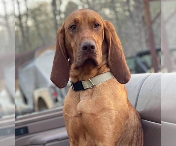 Medium Photo #1 Bloodhound Puppy For Sale in CORNING, AR, USA