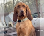 Small Photo #1 Bloodhound Puppy For Sale in CORNING, AR, USA