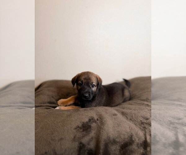 Medium Photo #1 German Shepherd Dog Puppy For Sale in Minneapolis, MN, USA