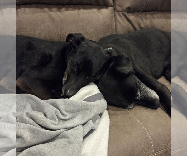 Medium Photo #6 Labrador Retriever-Unknown Mix Puppy For Sale in Fargo, ND, USA