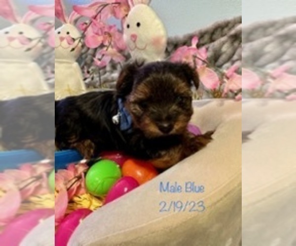 Medium Photo #10 Yorkshire Terrier Puppy For Sale in SACRAMENTO, CA, USA