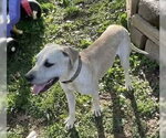 Small #5 Labrador Retriever Mix