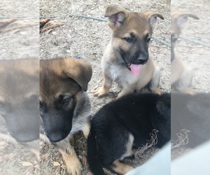 German Shepherd Dog Puppy for sale in DADE CITY, FL, USA