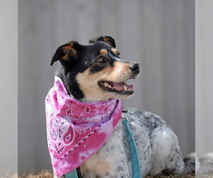 Squirrel - Female Mutt Dog for Adoption - Photo #5