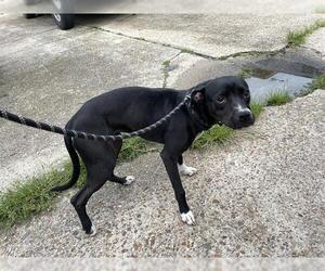 American Pit Bull Terrier Dogs for adoption in Houston, TX, USA