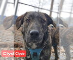 Small Holland Shepherd-Plott Hound Mix