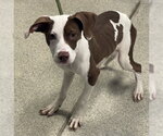 Small American Staffordshire Terrier Mix