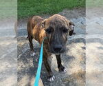 Small #3 Bulldog Mix