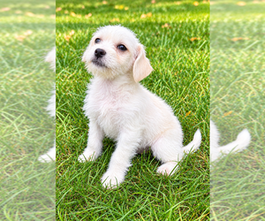 Wee-Poo Puppy for sale in FAIR HAVEN, MI, USA