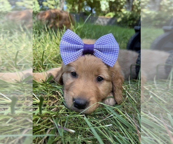 Medium Photo #26 Golden Retriever Puppy For Sale in BATTLE GROUND, WA, USA