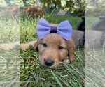 Small Photo #26 Golden Retriever Puppy For Sale in BATTLE GROUND, WA, USA